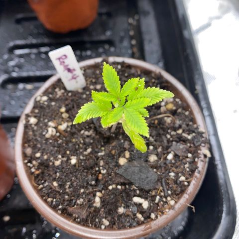 Romulan #4 growlog timeline photo