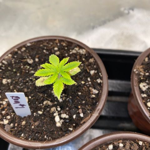 Romulan #1 growlog timeline photo