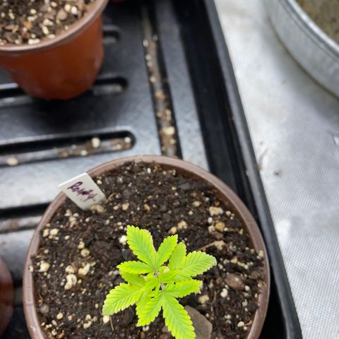 Romulan #4 growlog timeline photo