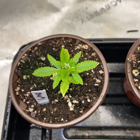 Romulan #1 growlog timeline photo