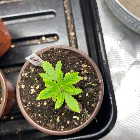 Romulan #4 growlog timeline photo
