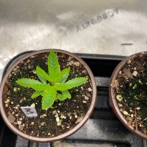 Romulan #1 growlog timeline photo