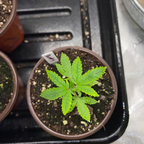 Romulan #4 growlog timeline photo