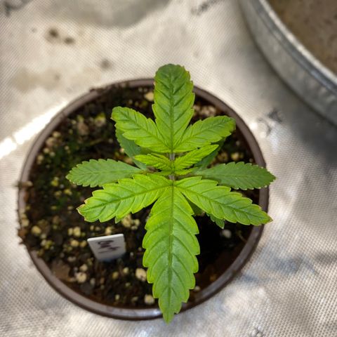 Romulan #1 growlog timeline photo