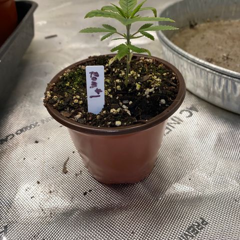 Romulan #1 growlog timeline photo