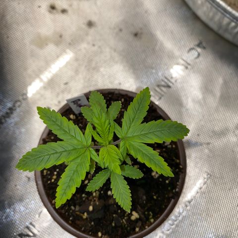 Romulan #4 growlog timeline photo