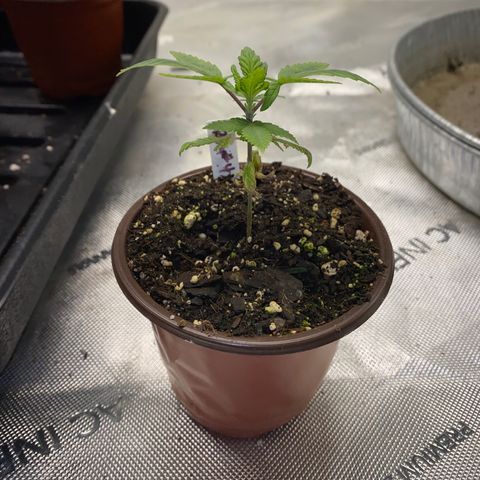 Romulan #4 growlog timeline photo