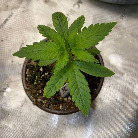 Romulan #1 growlog timeline photo
