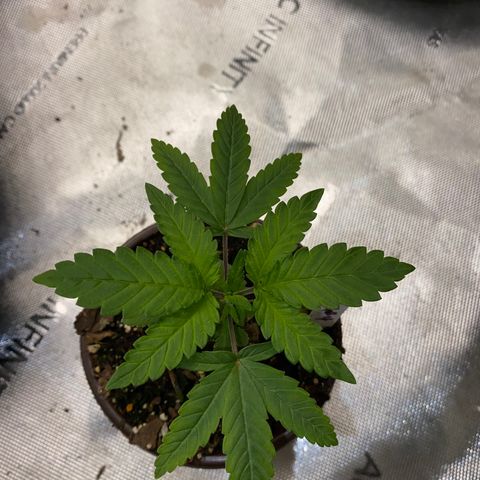 Romulan #4 growlog timeline photo