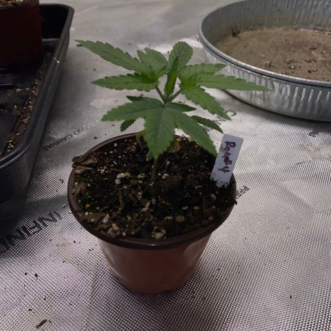 Romulan #4 growlog timeline photo