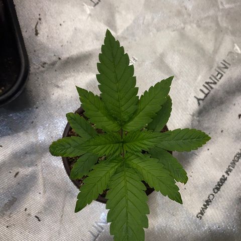 Romulan #1 growlog timeline photo
