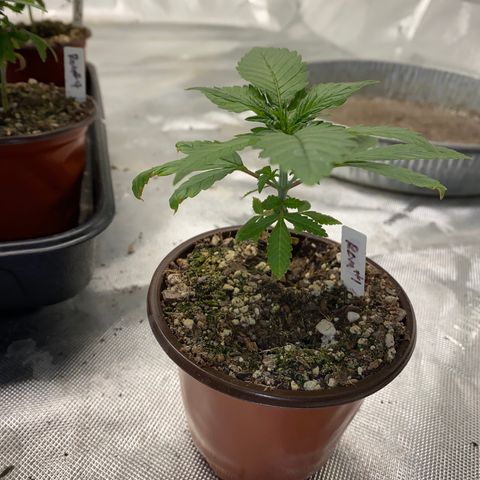 Romulan #1 growlog timeline photo
