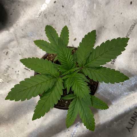 Romulan #4 growlog timeline photo