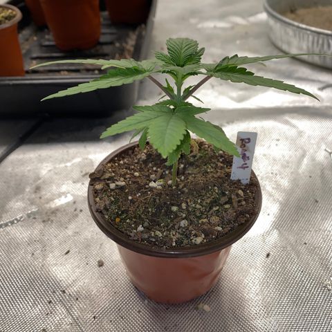 Romulan #4 growlog timeline photo