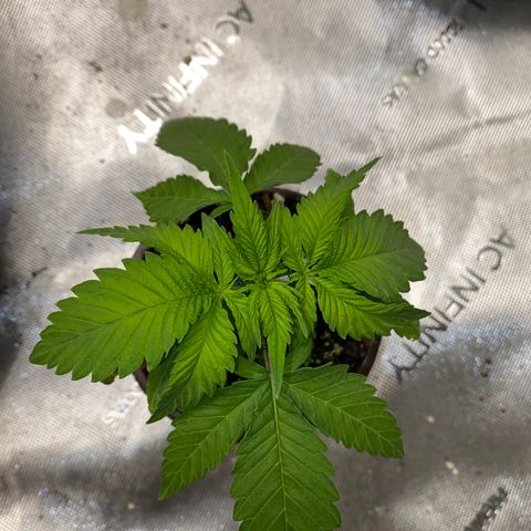 Romulan #1 growlog timeline photo