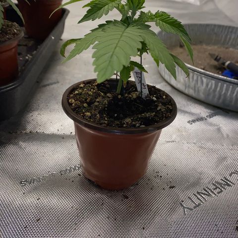 Romulan #1 growlog timeline photo