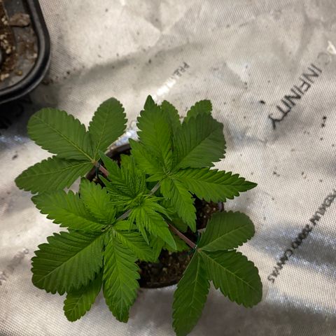 Romulan #4 growlog timeline photo