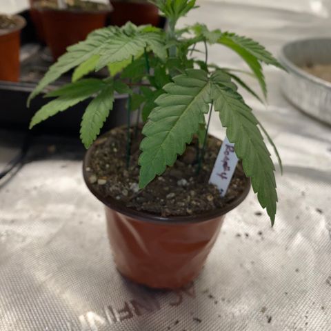 Romulan #4 growlog timeline photo