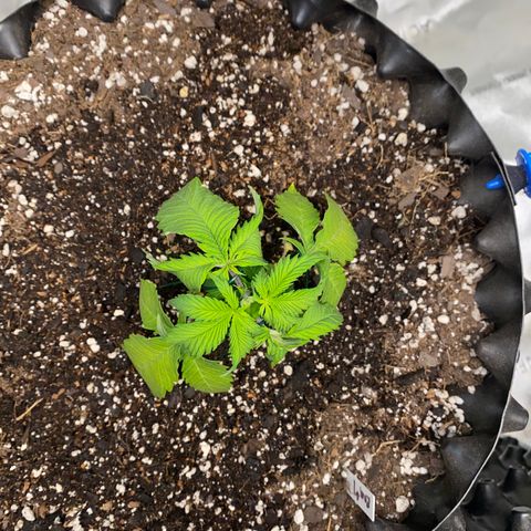 Romulan #1 growlog timeline photo