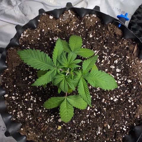 Romulan #4 growlog timeline photo