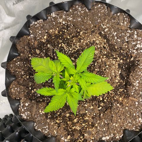 Romulan #1 growlog timeline photo
