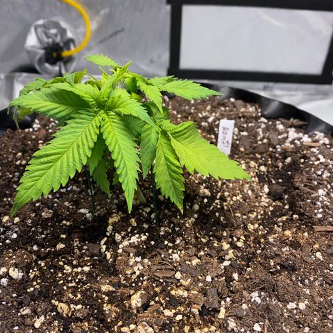 Romulan #1 growlog timeline photo