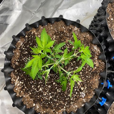 Romulan #4 growlog timeline photo