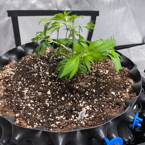Romulan #4 growlog timeline photo