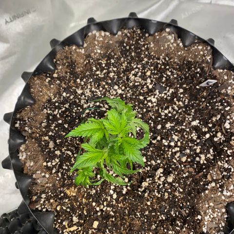 Romulan #1 growlog timeline photo