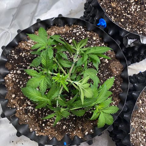 Romulan #4 growlog timeline photo