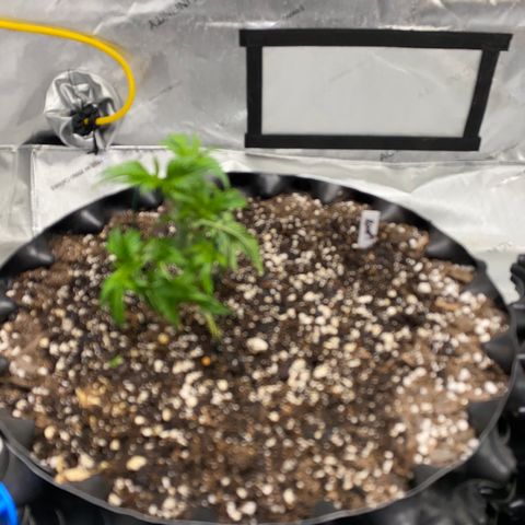 Romulan #1 growlog timeline photo