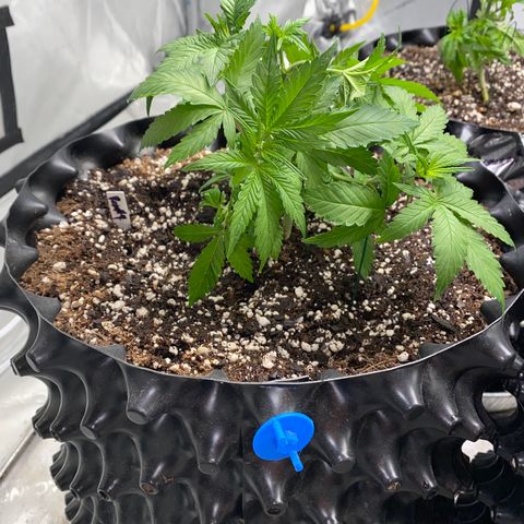 Romulan #4 growlog timeline photo