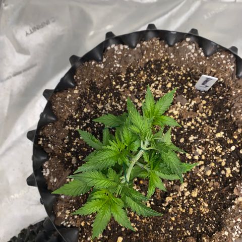 Romulan #1 growlog timeline photo