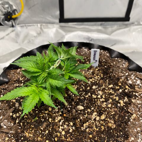 Romulan #1 growlog timeline photo