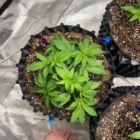 Romulan #4 growlog timeline photo