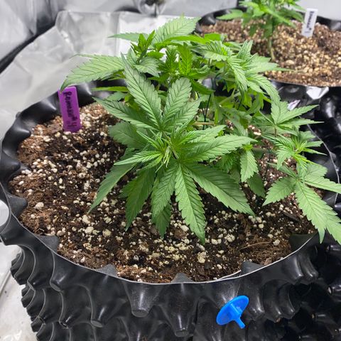 Romulan #4 growlog timeline photo