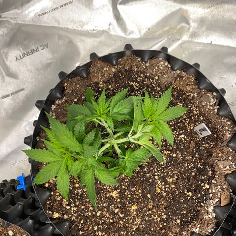 Romulan #1 growlog timeline photo