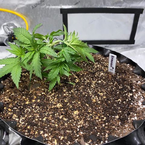 Romulan #1 growlog timeline photo