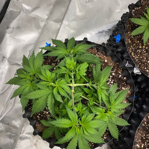 Romulan #4 growlog timeline photo