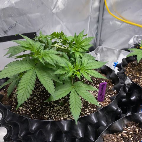 Romulan #4 growlog timeline photo