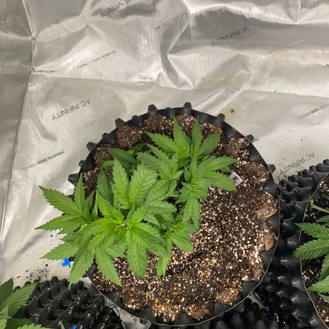 Romulan #1 growlog timeline photo