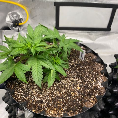 Romulan #1 growlog timeline photo