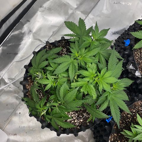Romulan #4 growlog timeline photo
