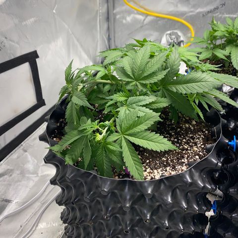 Romulan #4 growlog timeline photo