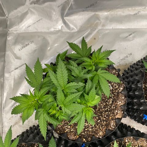 Romulan #1 growlog timeline photo