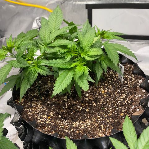 Romulan #1 growlog timeline photo