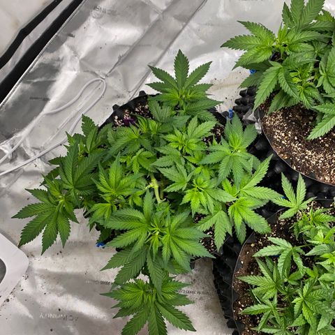 Romulan #4 growlog timeline photo