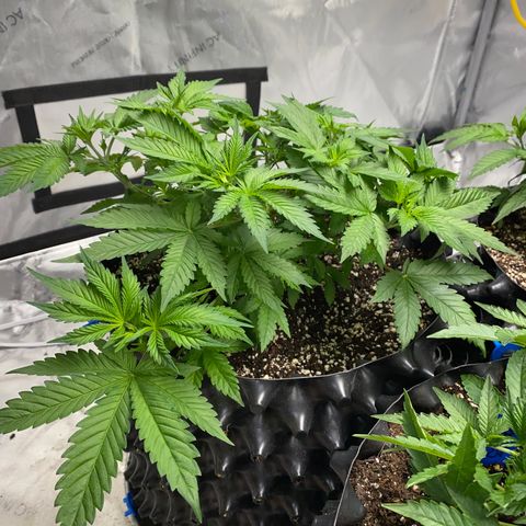 Romulan #4 growlog timeline photo