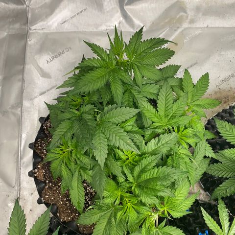 Romulan #1 growlog timeline photo