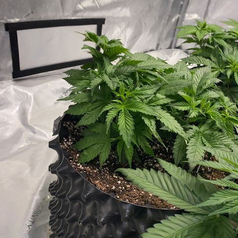 Romulan #1 growlog timeline photo